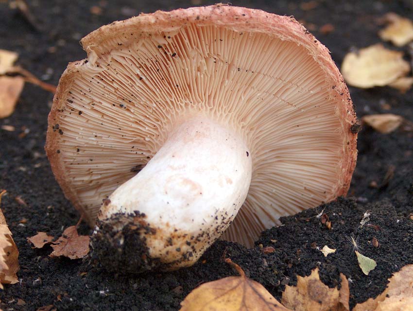 Lactarius torminosus